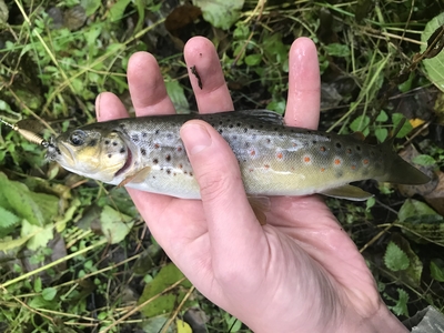 Brown Trout