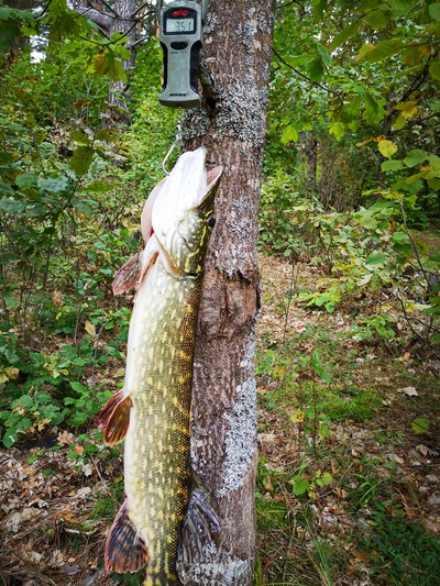Northern Pike