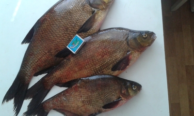 Carp bream