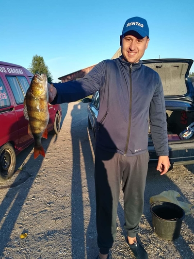 Eurasian perch