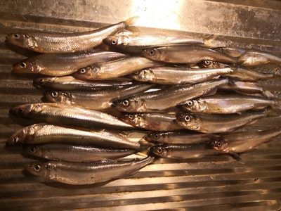 European smelt