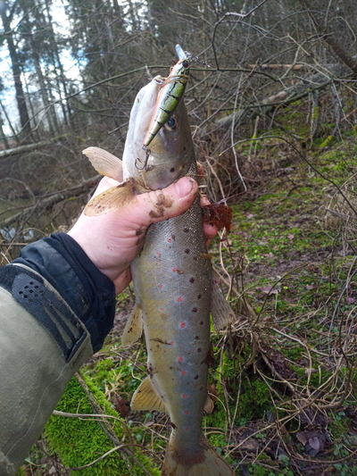 Brown Trout