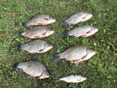 Prussian carp