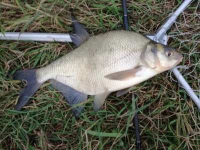 Carp bream