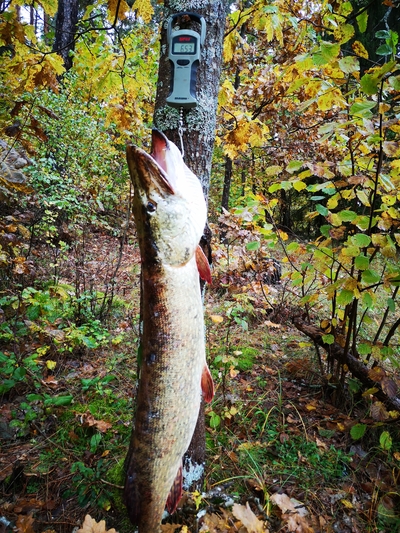 Northern Pike