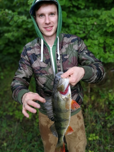 Eurasian perch