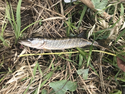 Northern Pike