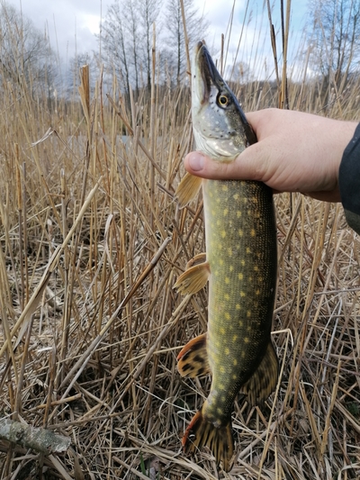 Northern Pike
