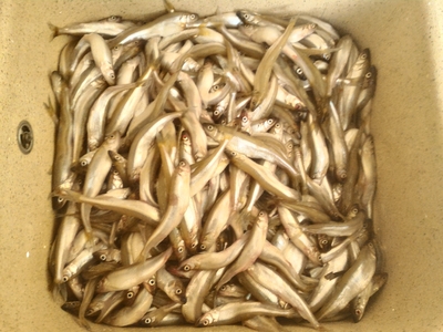 European smelt