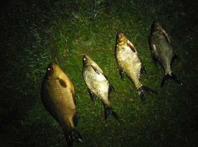Crucian carp