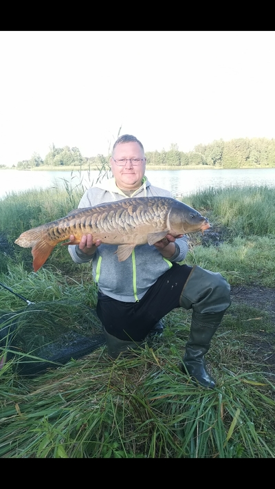 Mirror carp