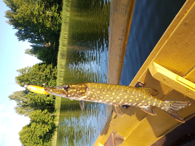 Northern Pike