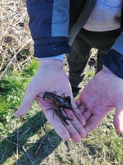 Danube crayfish