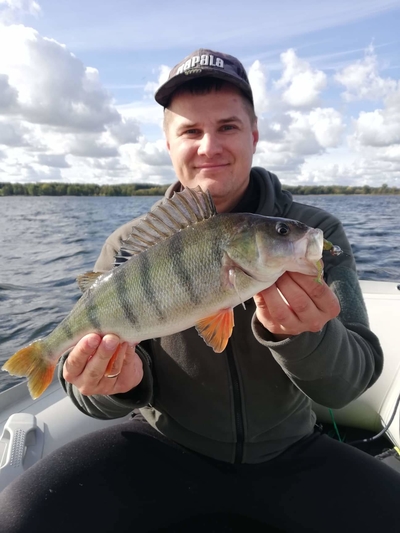 Eurasian perch