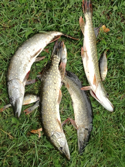 Northern Pike