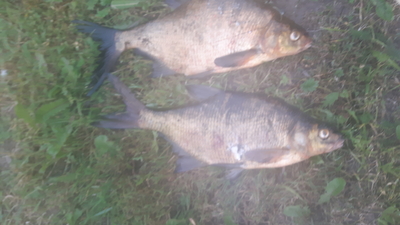 Carp bream