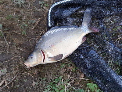 Mirror carp