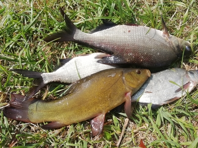 Carp bream