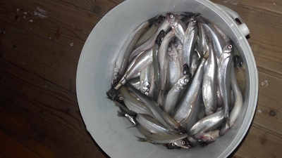 European smelt