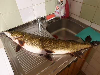 Northern Pike