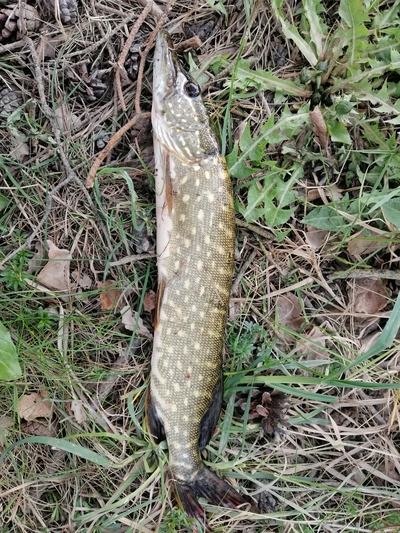 Northern Pike