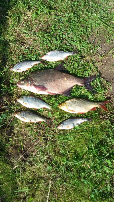 Carp bream