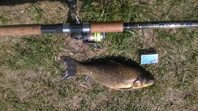 Crucian carp
