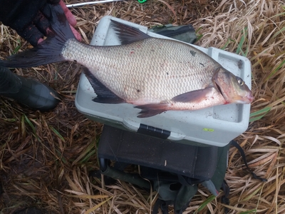 Carp bream