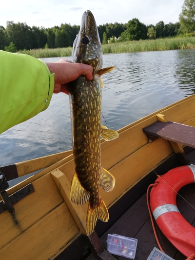 Northern Pike