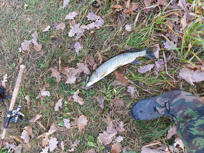 Northern Pike