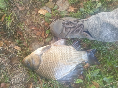Prussian carp