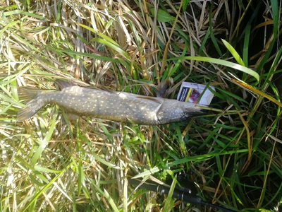 Northern Pike