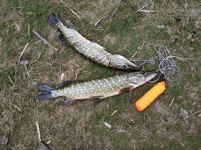 Northern Pike