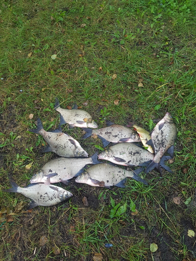 Carp bream