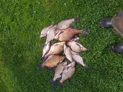 Carp bream