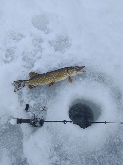 Northern Pike