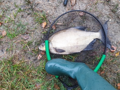 Carp bream