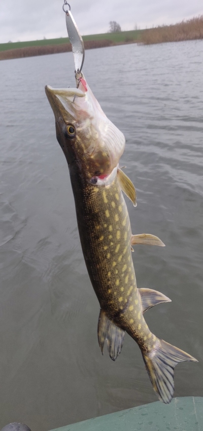 Northern Pike