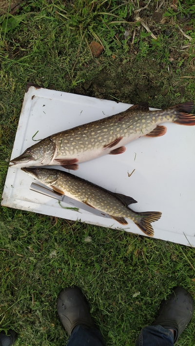 Northern Pike