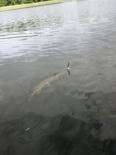 Northern Pike