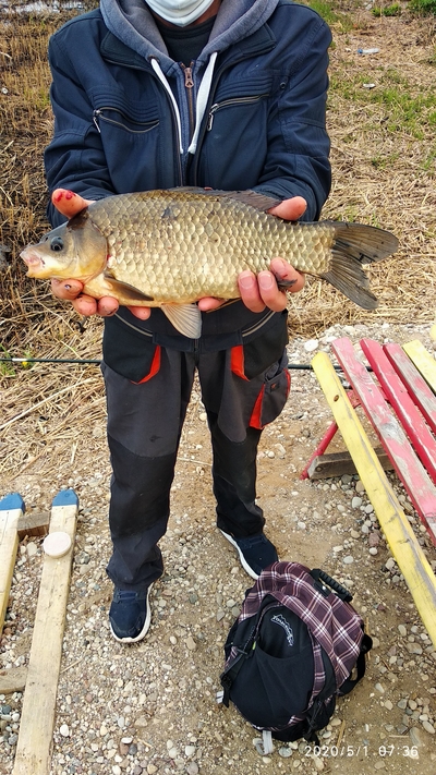 Prussian carp
