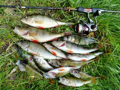 Eurasian perch