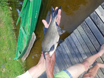 Carp bream