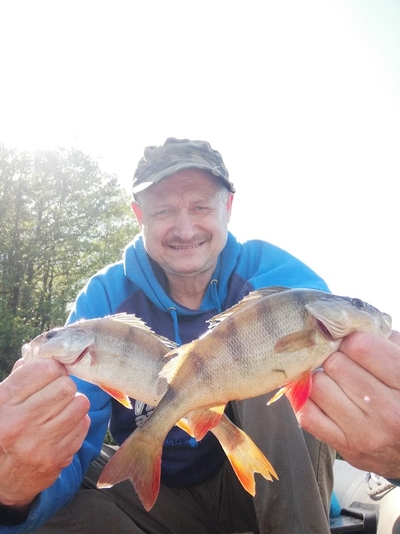 Eurasian perch
