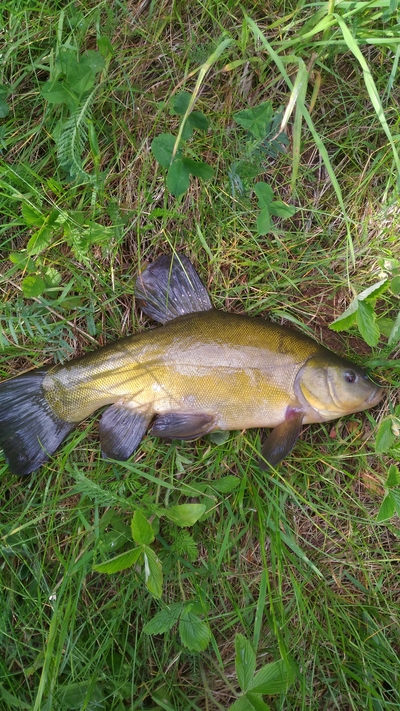 Tench