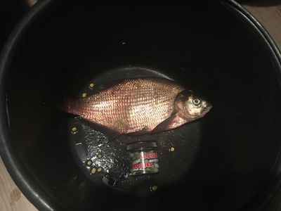 Carp bream