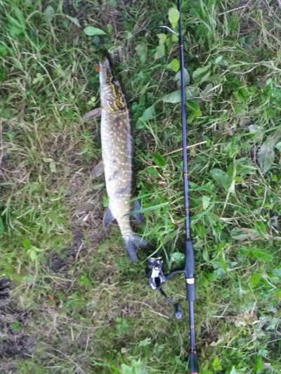 Northern Pike