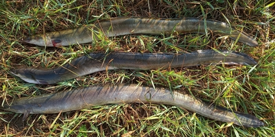 European eel