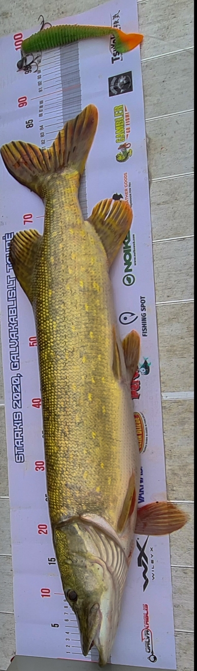 Northern Pike