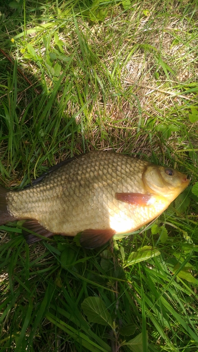 Crucian carp